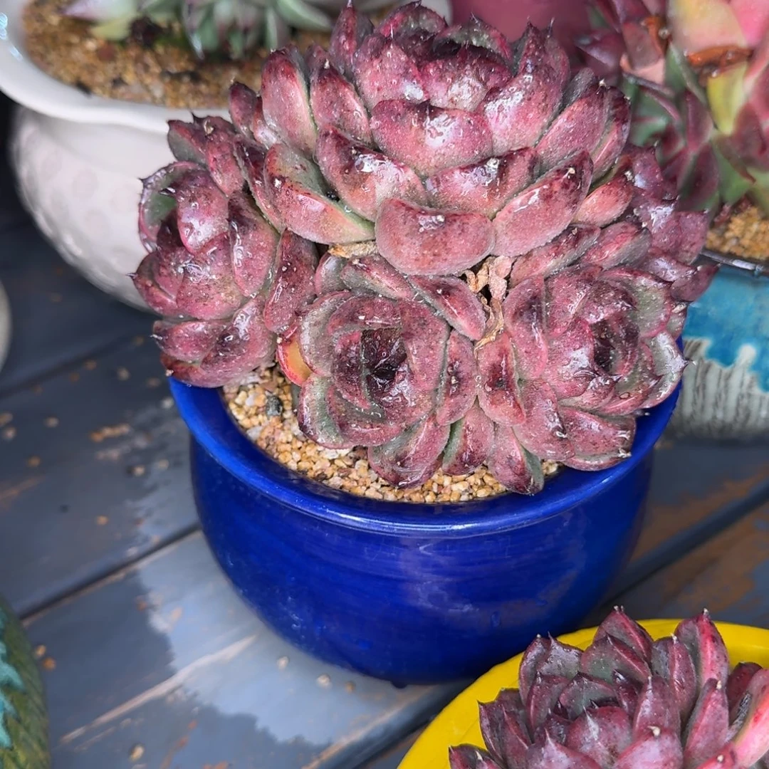 从前慢多肉精选编号1221.361