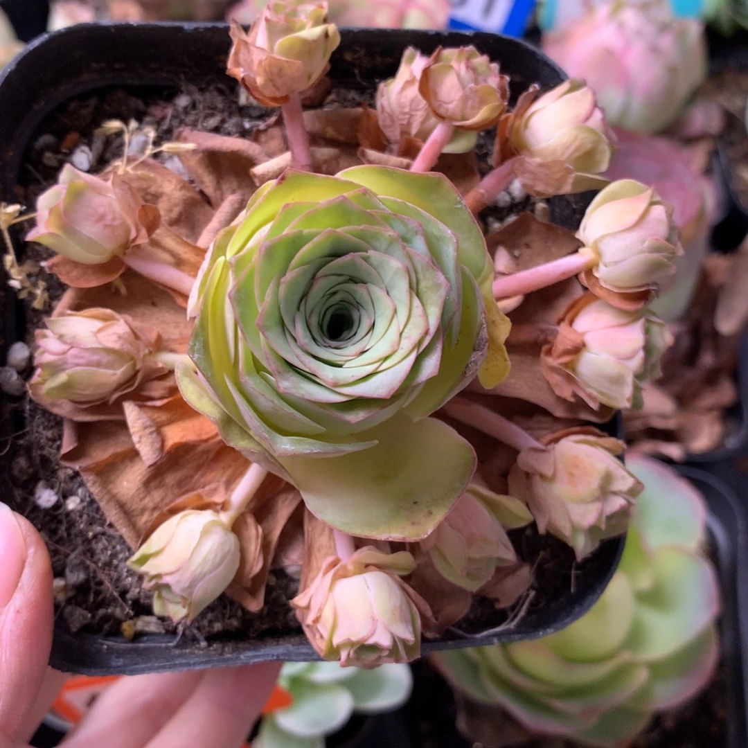 一物一拍耶罗初见281