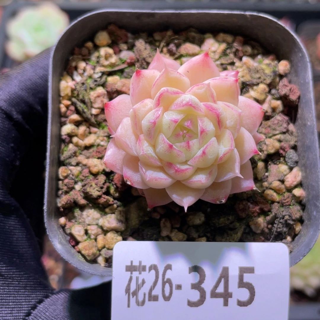 花利美26-345女王玫瑰