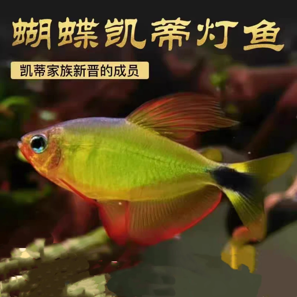 蝴蝶灯鱼南美进口热带鲜活稀有品种蝴蝶金丝黄红鱼小型观赏鱼小鱼