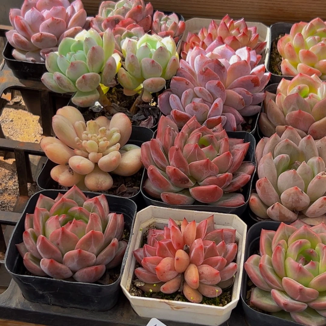 194多肉葡萄的价格是