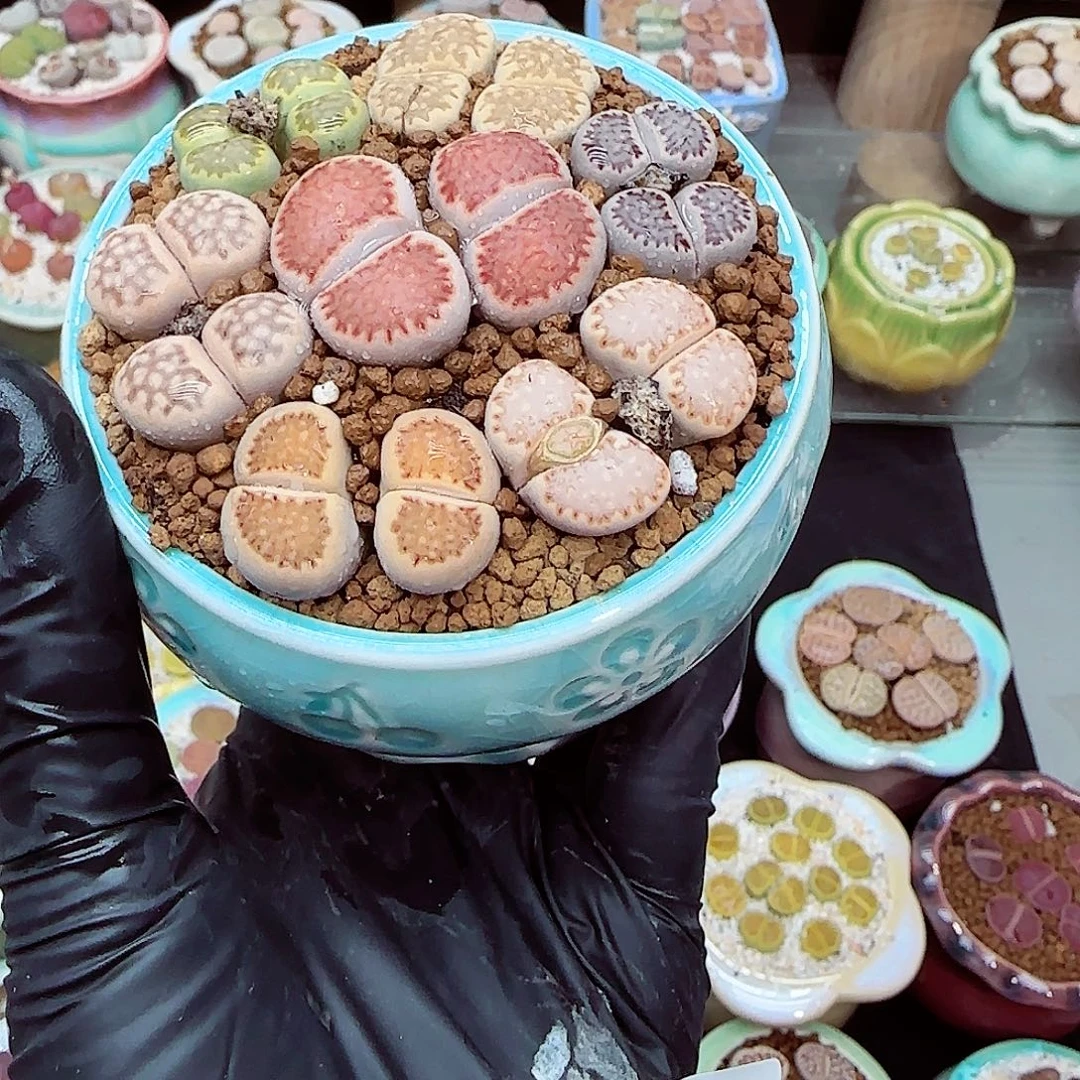 怼***了生石花满18包邮1213-108