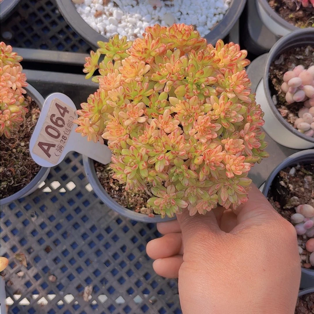 A064小人祭锦一物一拍