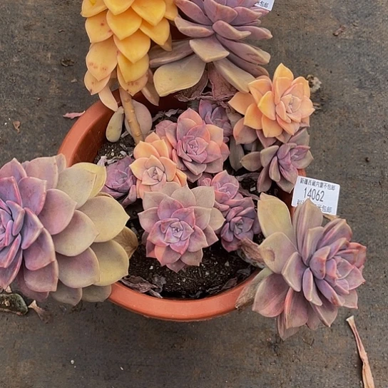 吉**道紫乐锦14062多肉