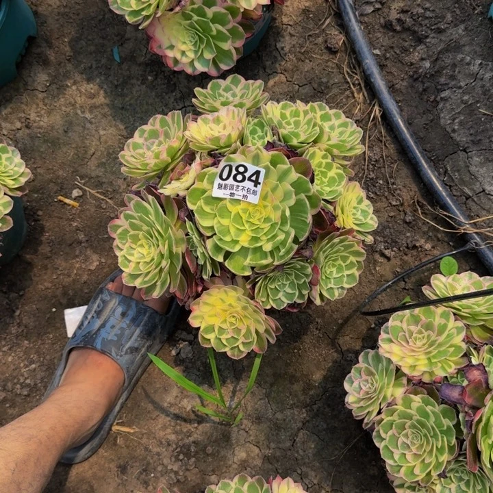 青****送玉芙蓉花30-33包邮花花
