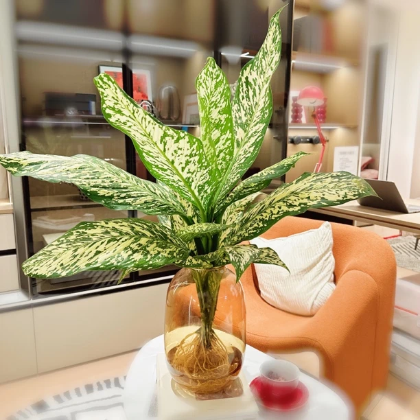 【超大AAA级暴风雪】顺丰水培室内万年青雪花大型万年青植物好养