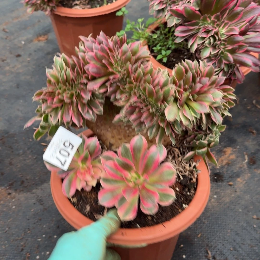 507粉女郎缀化多肉植物满28包邮