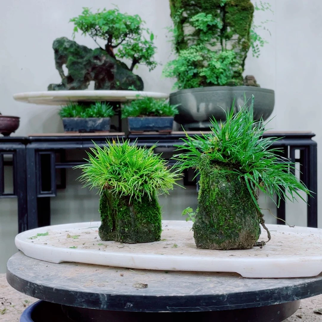 无铅玻璃释*铁线蕨科植物黑白花属植物