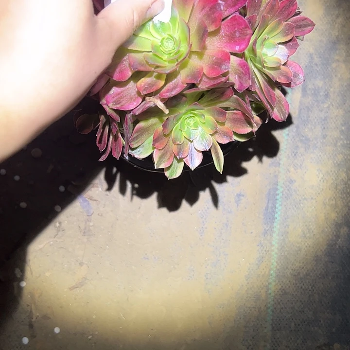 多肉法师植物链接204