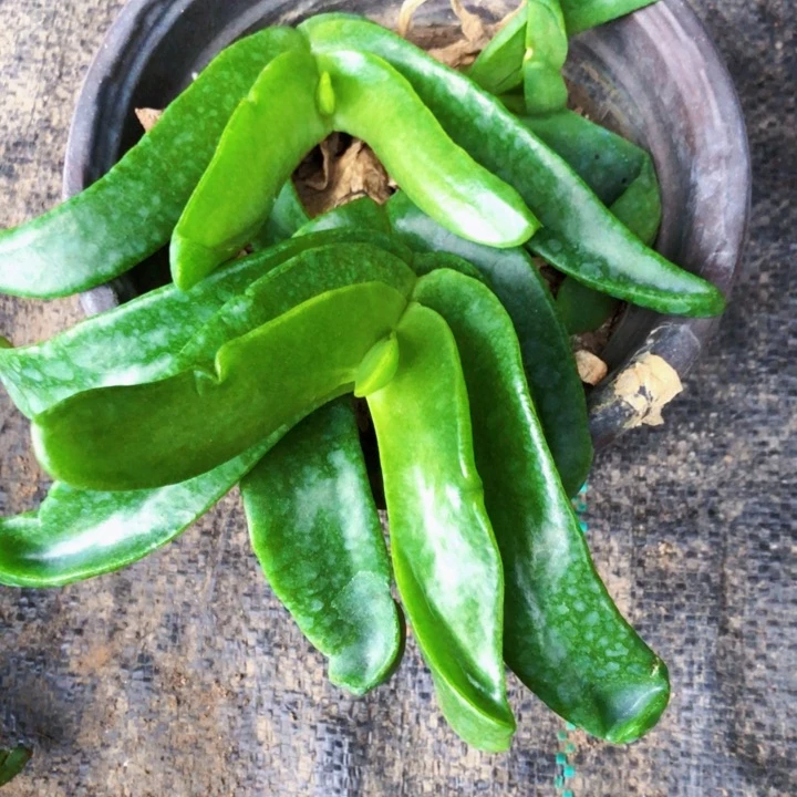佛手沱江一物一拍92