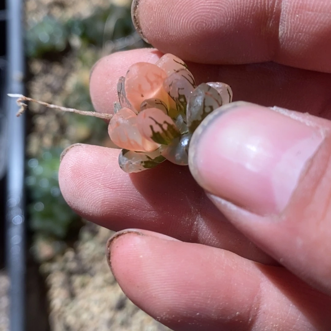 菜***菜487 一颗福利。