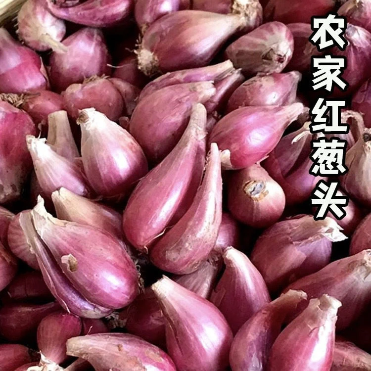正宗小葱头盆栽火葱头蔬菜苗蒜瓣新鲜易活食用种植大蒜四季小香葱