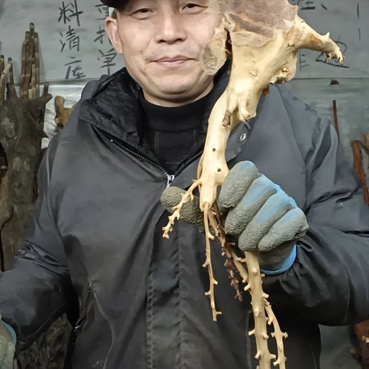 稳定木老*贵州檬子木   铁马鞭   根艺  半成品