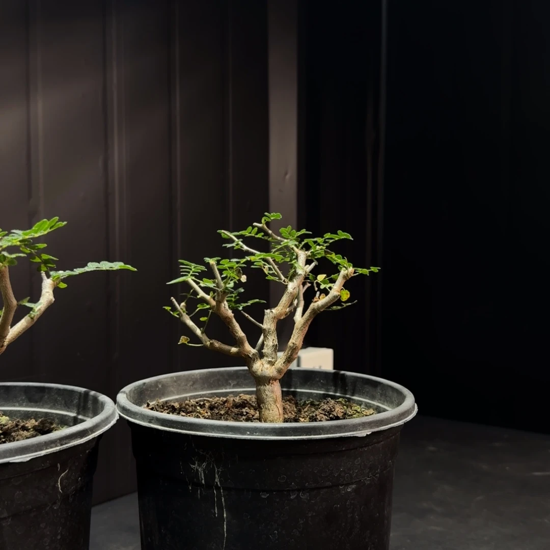 啊***坤滔天橄榄带盆土哈