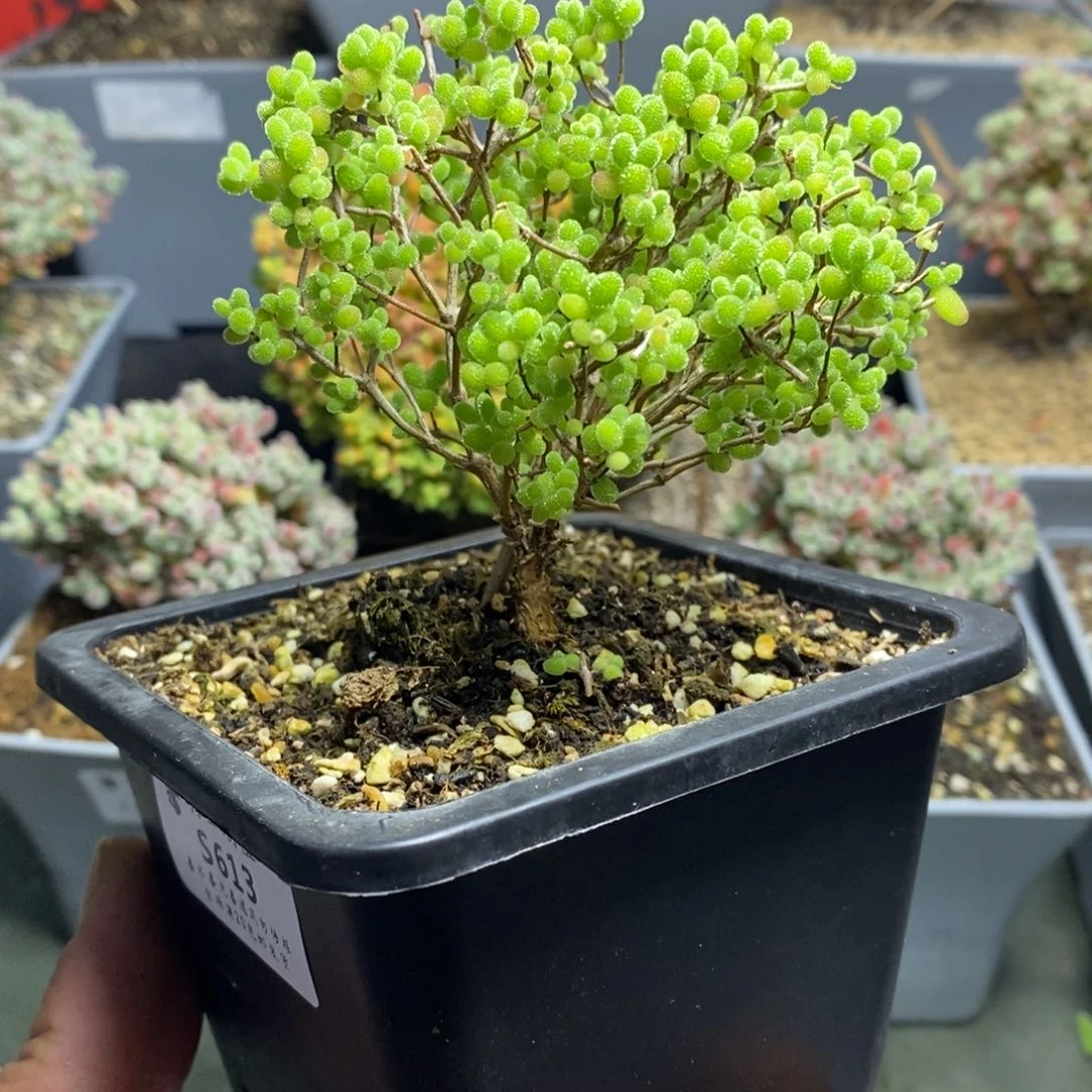 613蜜橘糖球枝干