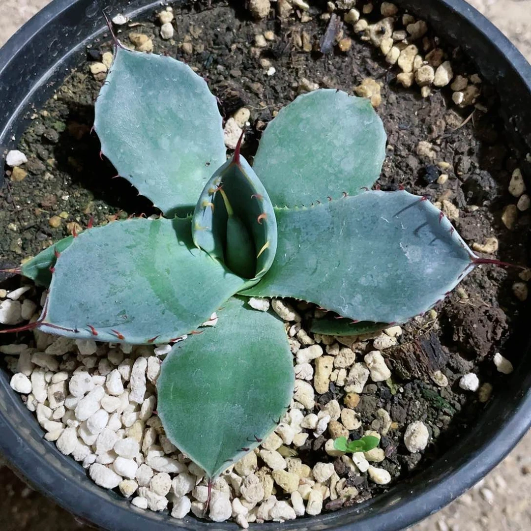 圆叶福克斯小苗10公分包邮