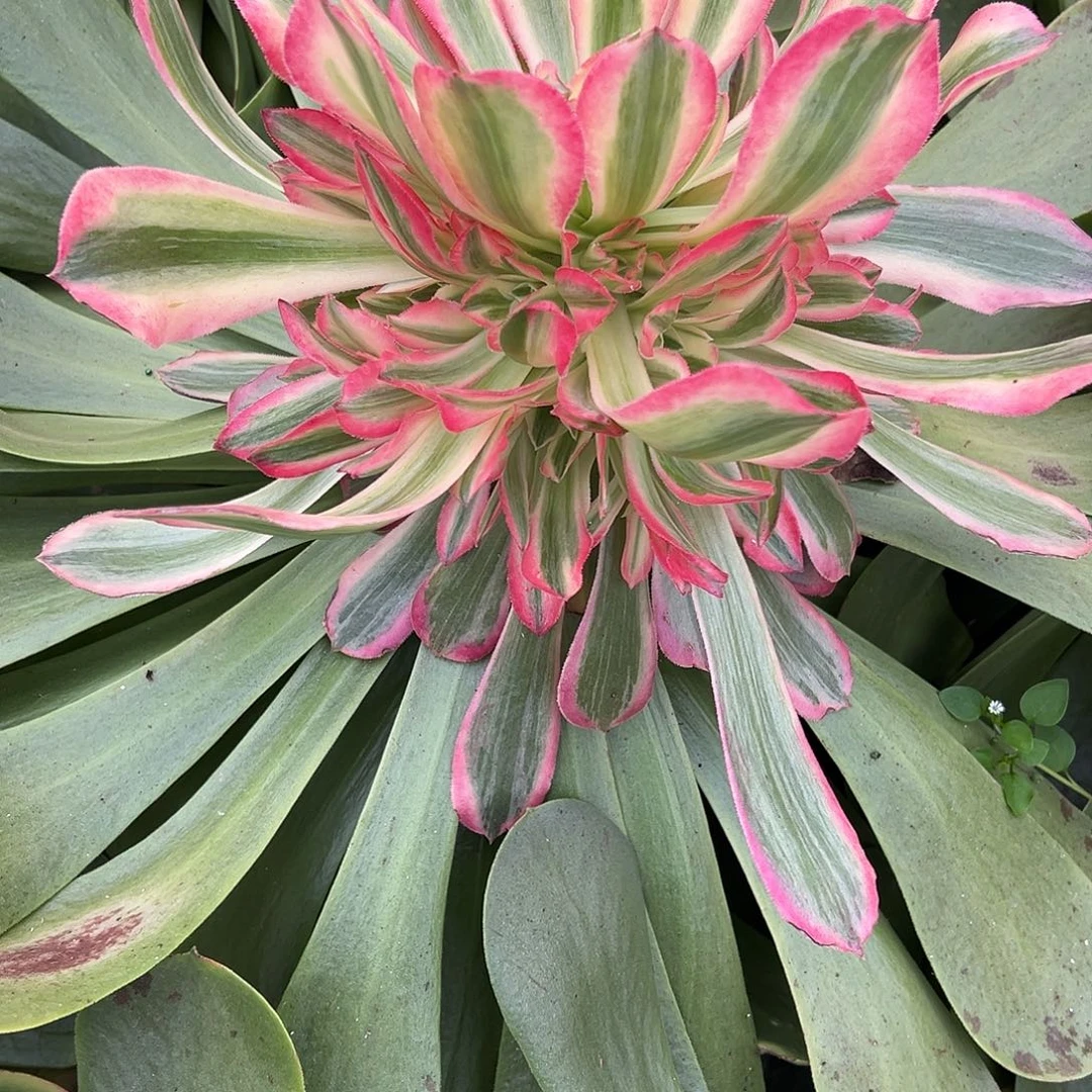 有***果精品多肉植物有花有果姐荔枝