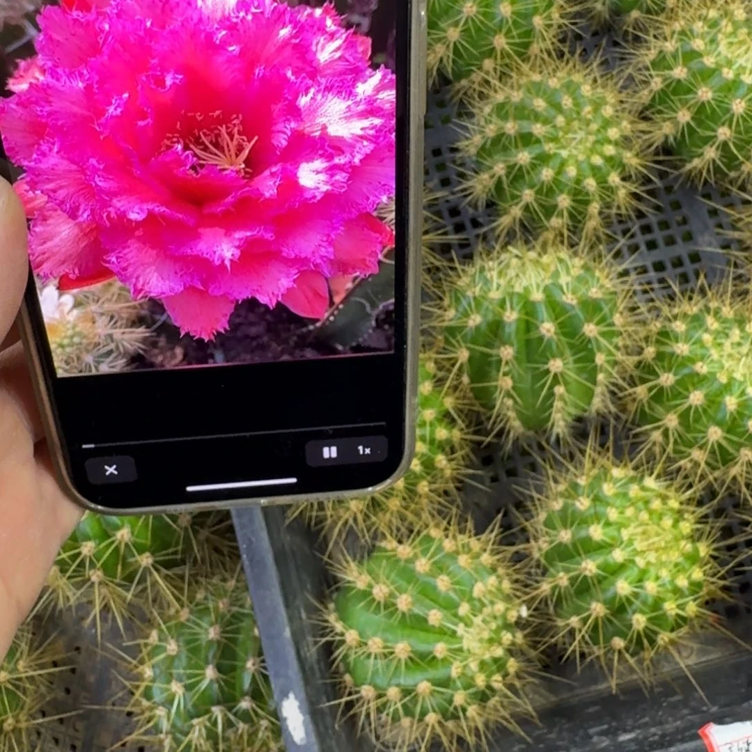 218毛花柱清102歪无根侧牙5公分左右，20包邮