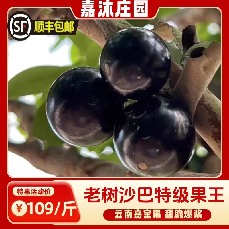 精品嘉宝果老树沙巴新鲜树葡萄现摘特级果王15-25g顺丰空运好送礼