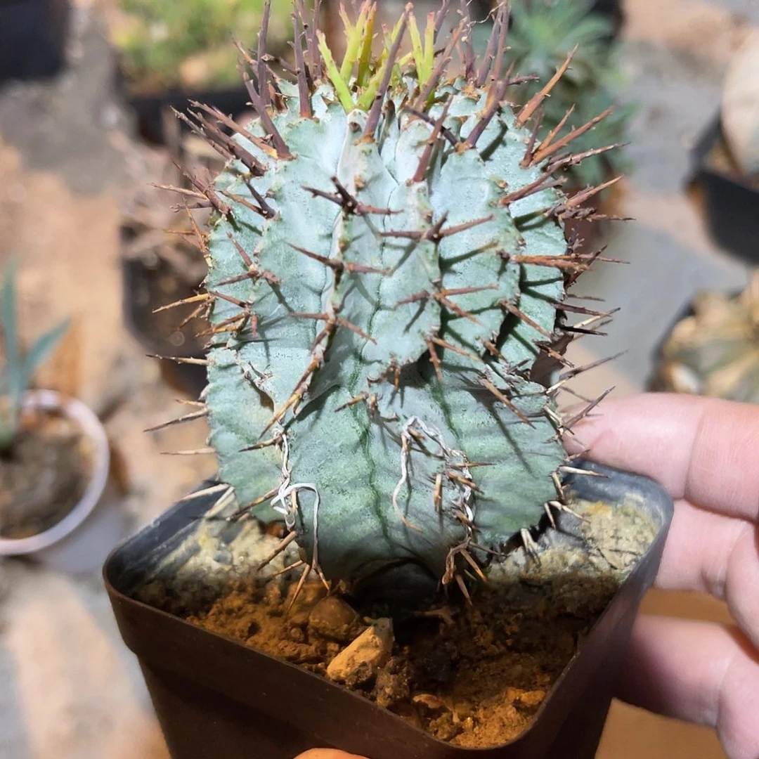 白衣魁伟玉仙人球一物一拍