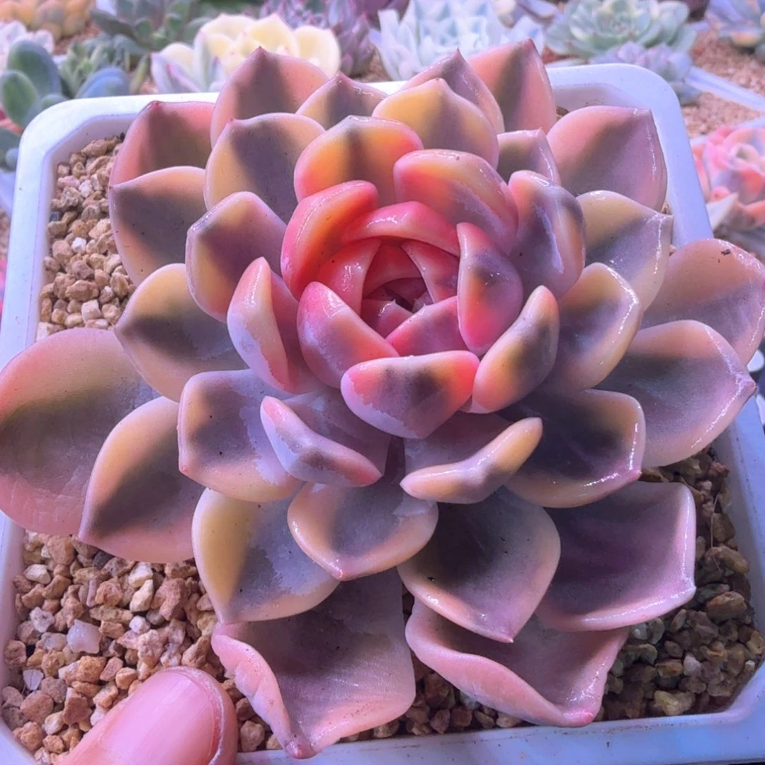 无花朵汉堡锦多肉