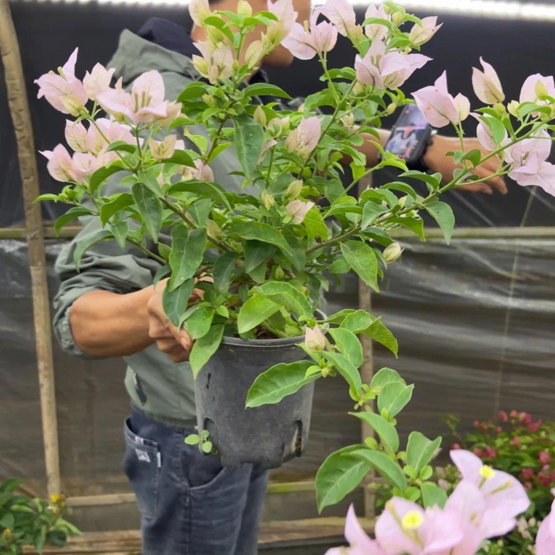 完全开放（苹果花）三角梅会落花落叶会光杆苗有大有小