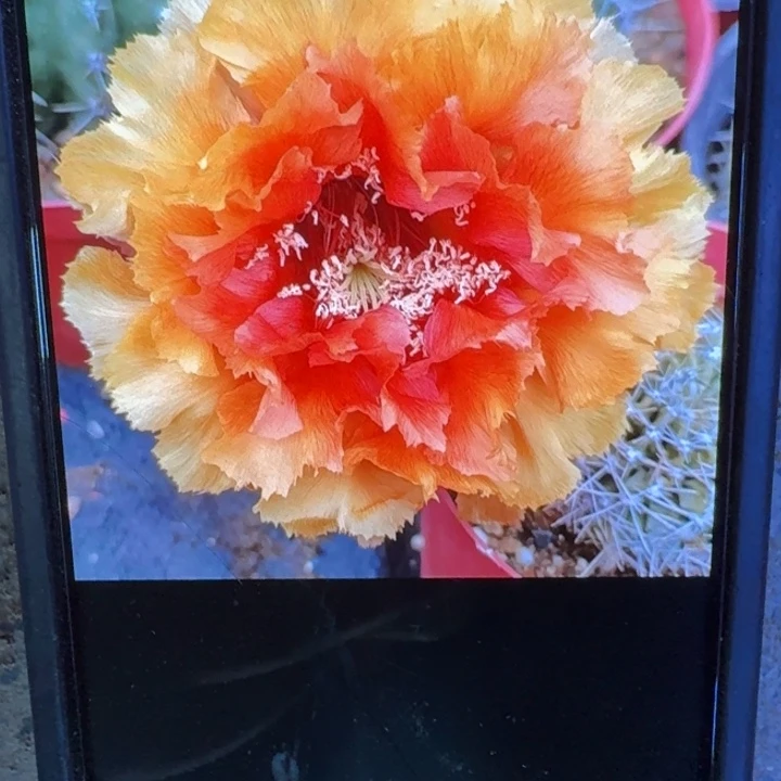 279彩草琉璃盏歪3到4公分左右无根侧牙，20包邮