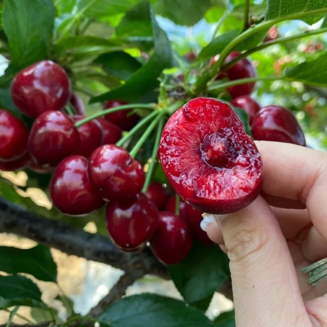（十年老苗）正宗樱桃苗车厘子耐寒南北种植盆栽树苗果树