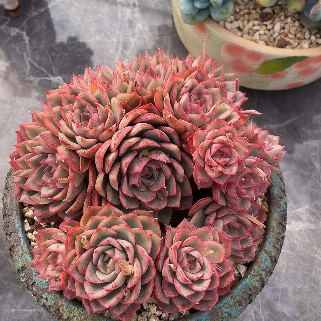 艾格利亚群生无砍多肉