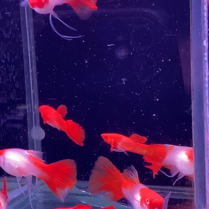 孔雀鱼红头飘带10条包邮