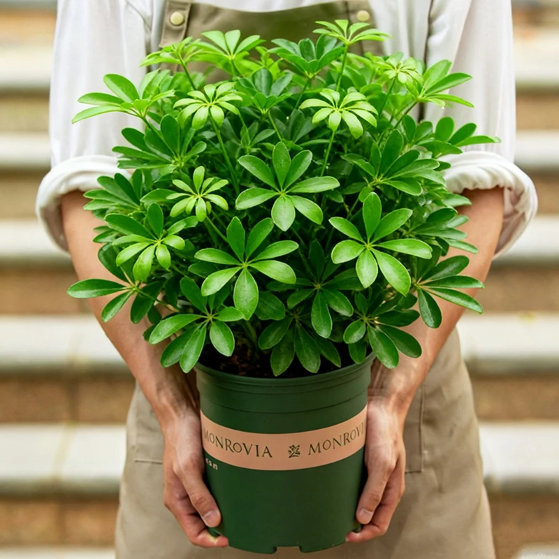 招财树盆栽室内阳台客厅植物鸭脚木七叶莲大盆老桩花卉绿植鸭掌木