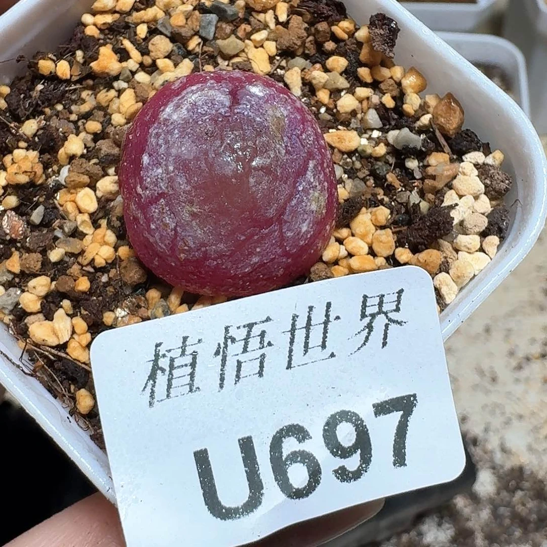 697盒多肉植物哇f f