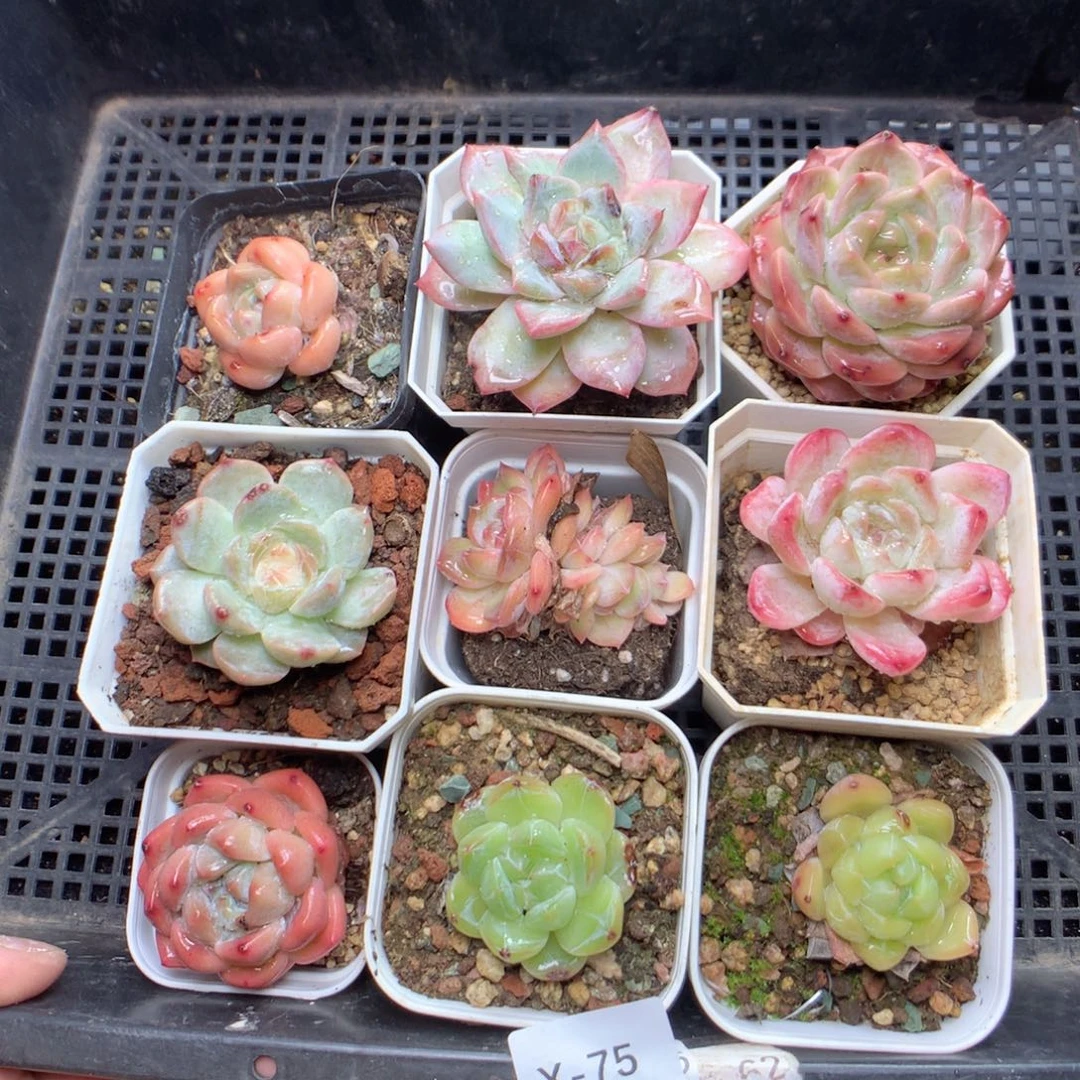 无花朵x75英语英语英语英语英语英语英语