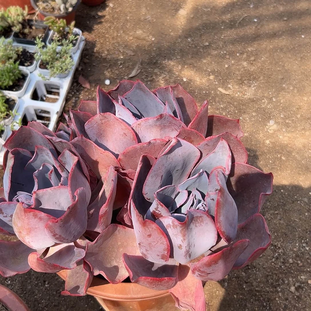 多肉植物大群晚霞