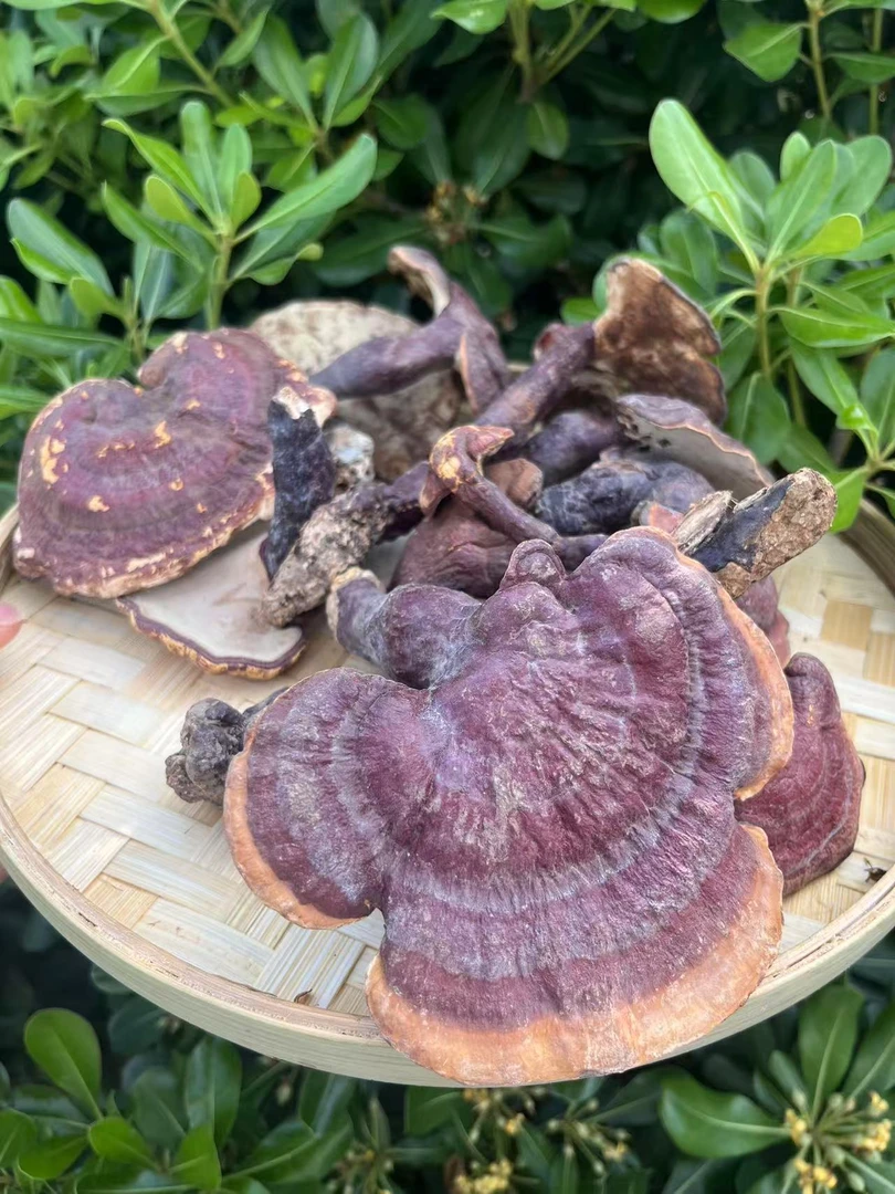 正宗云南高海拔野生赤灵芝高山特产泡酒专用（中秋福利高端滋补品）