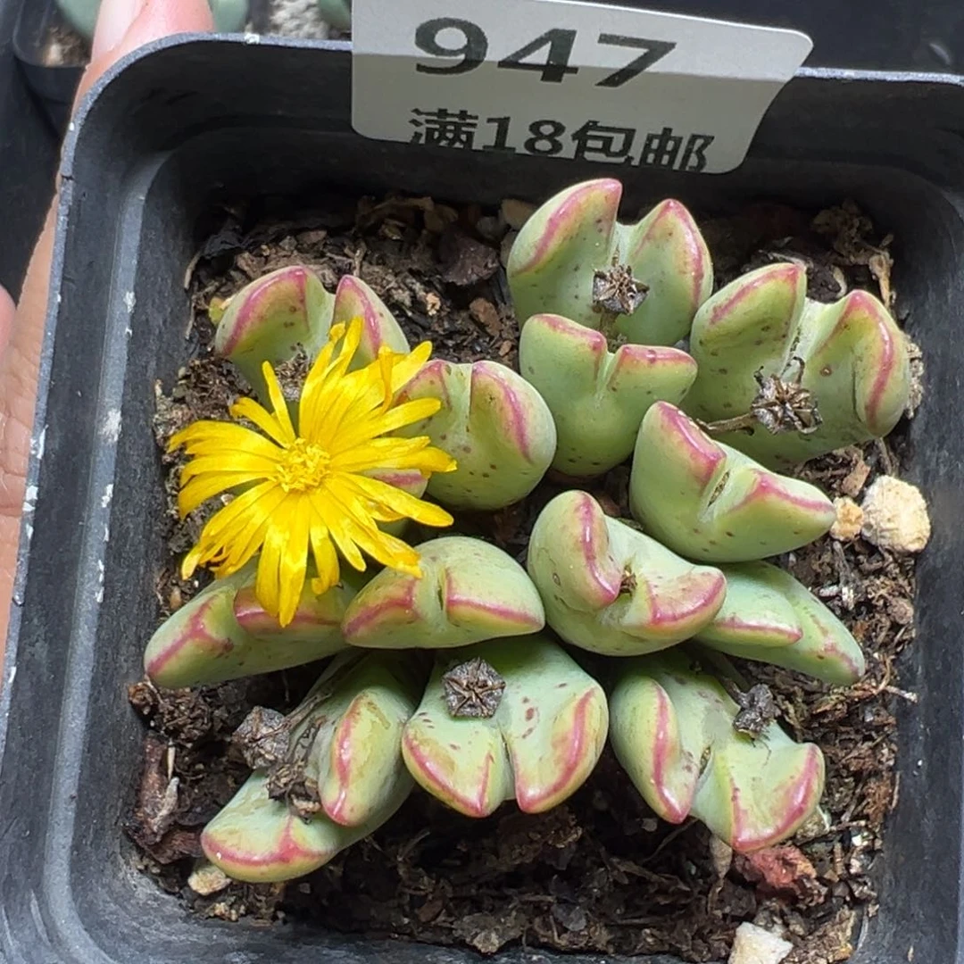 【闪购商品】947……