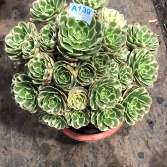 @***H无花朵139号迈巴赫法师有伤