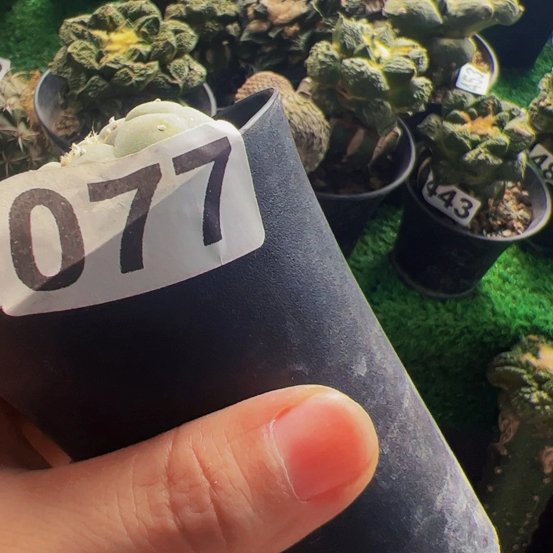钱***满无花朵福利仙人球077