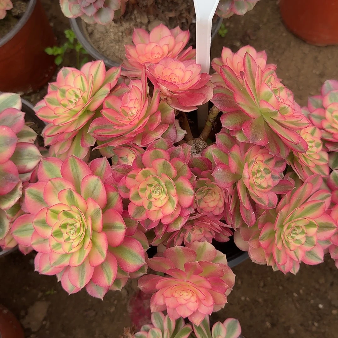 4546倾城多肉法师多肉