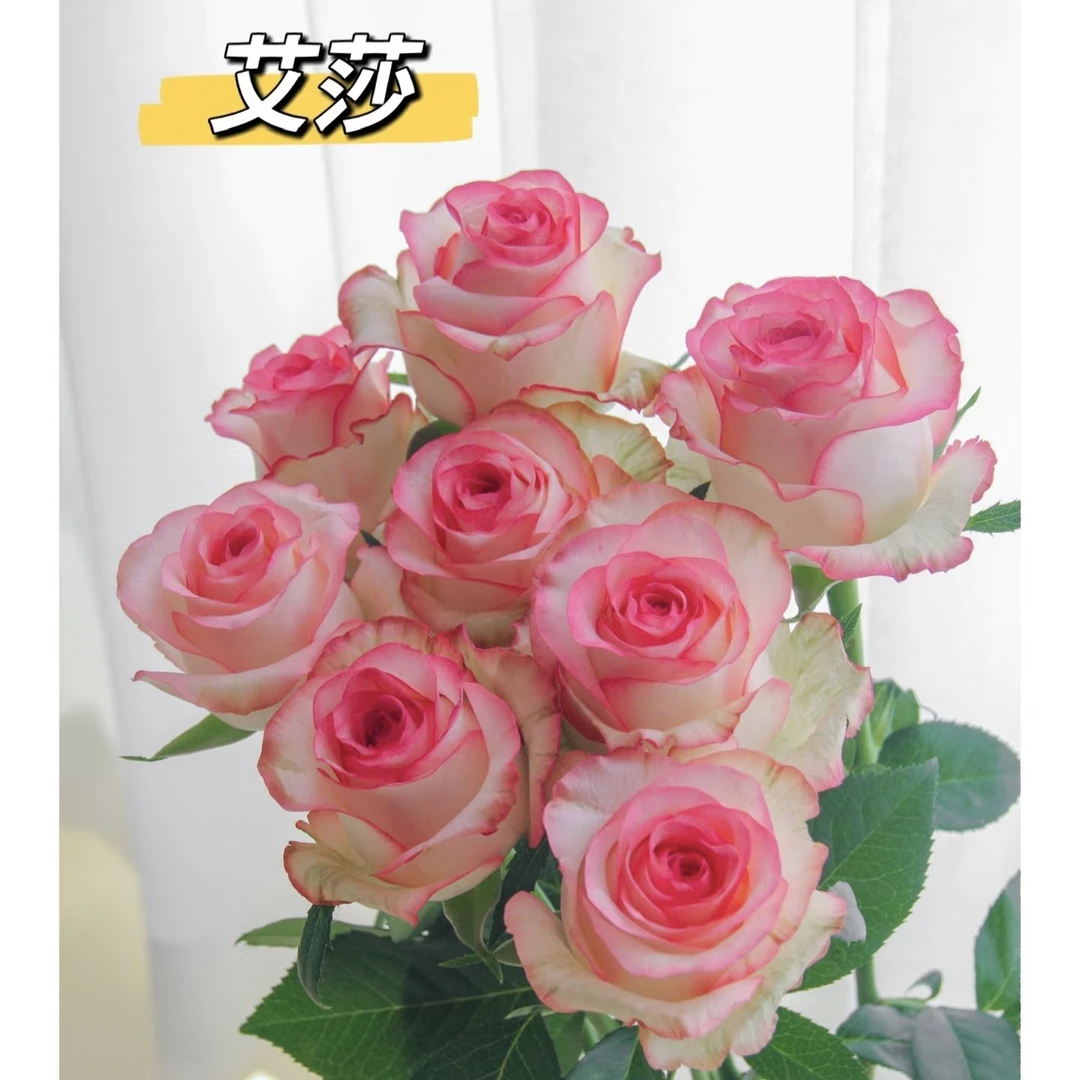 爱莎，品质好，杆子粗。