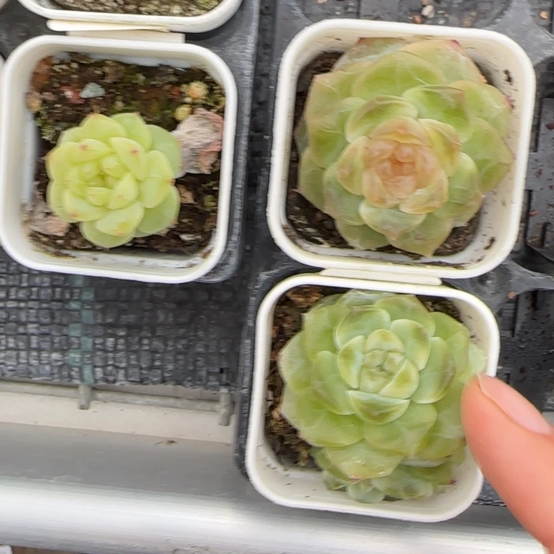 无尽灯5床转弯一个满25包邮