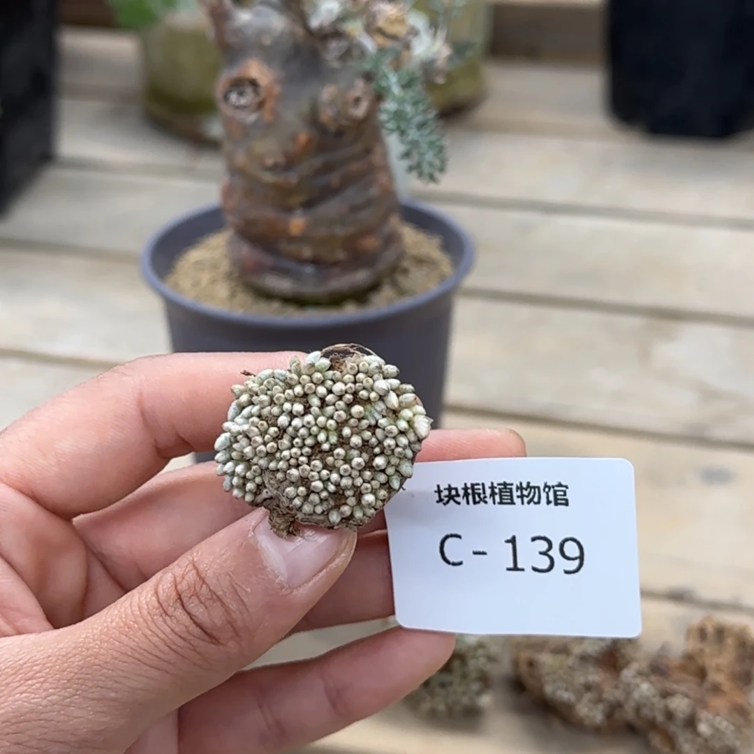 139 韧锦块根块根植物