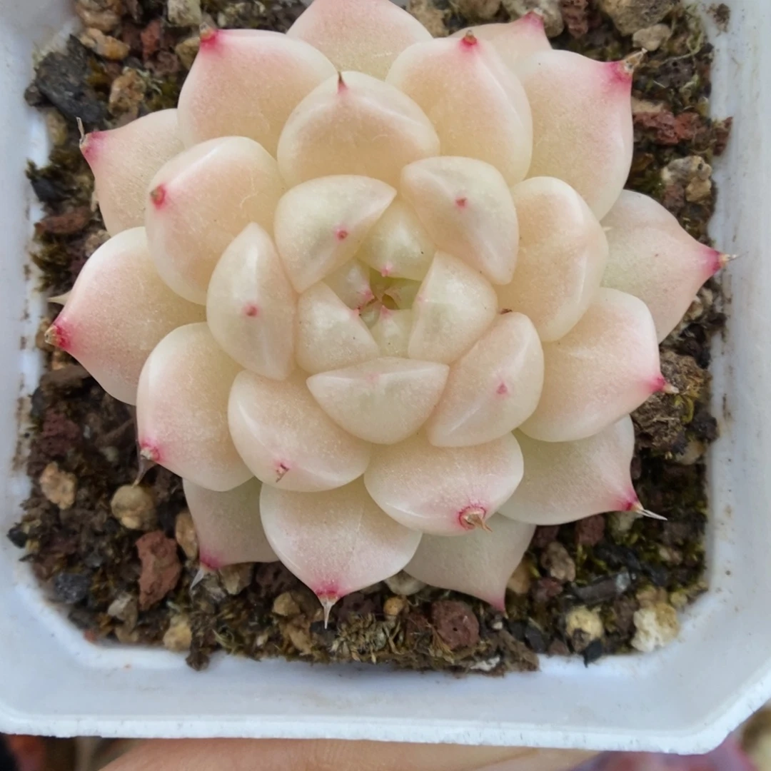 珠光麦秆可拍601号。