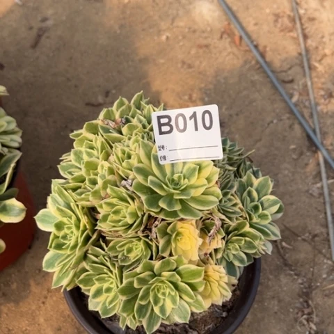 多肉植物迈巴赫捧花