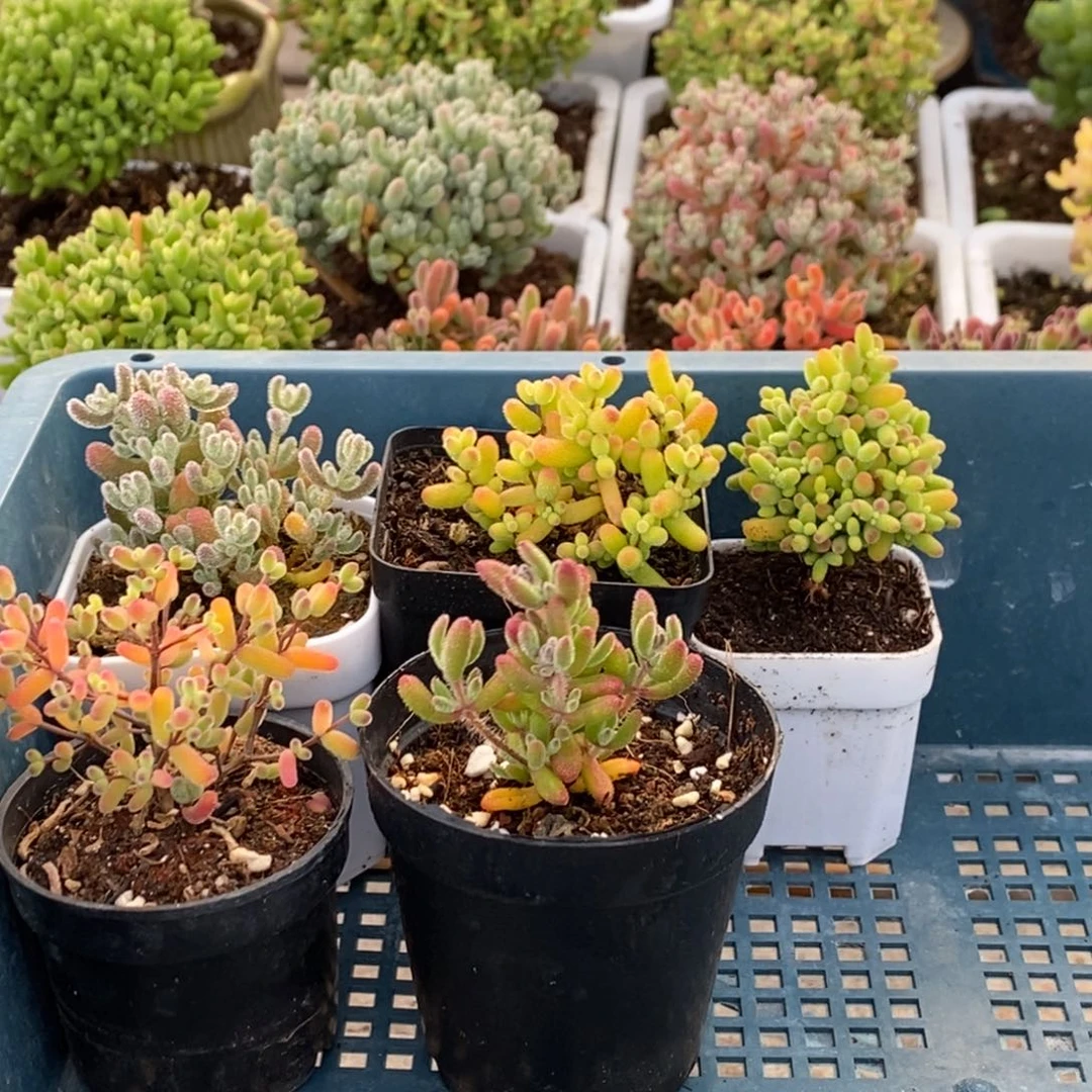 牛*乐502 。 四颗福利。