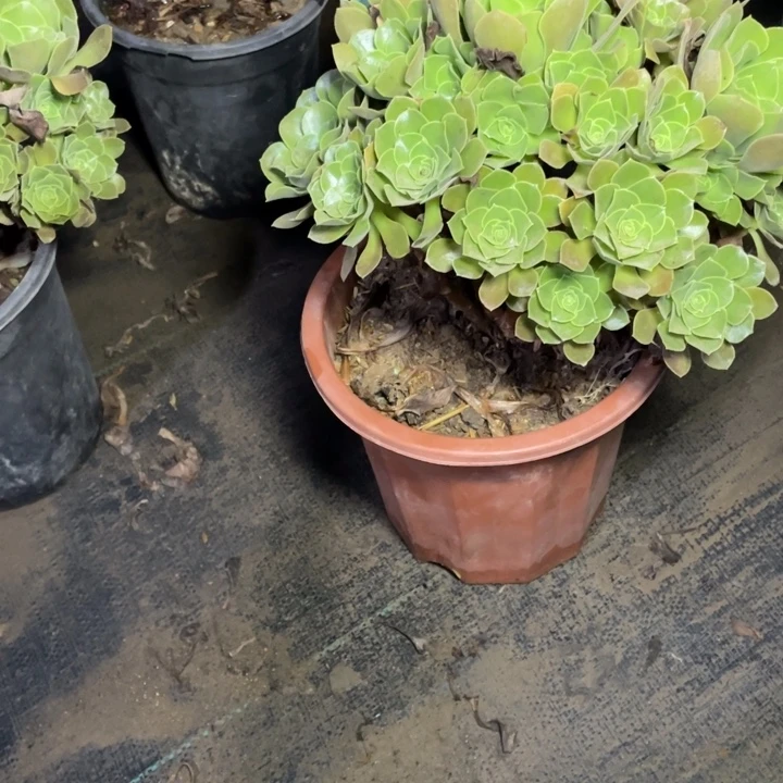 84玫瑰多肉植物多肉