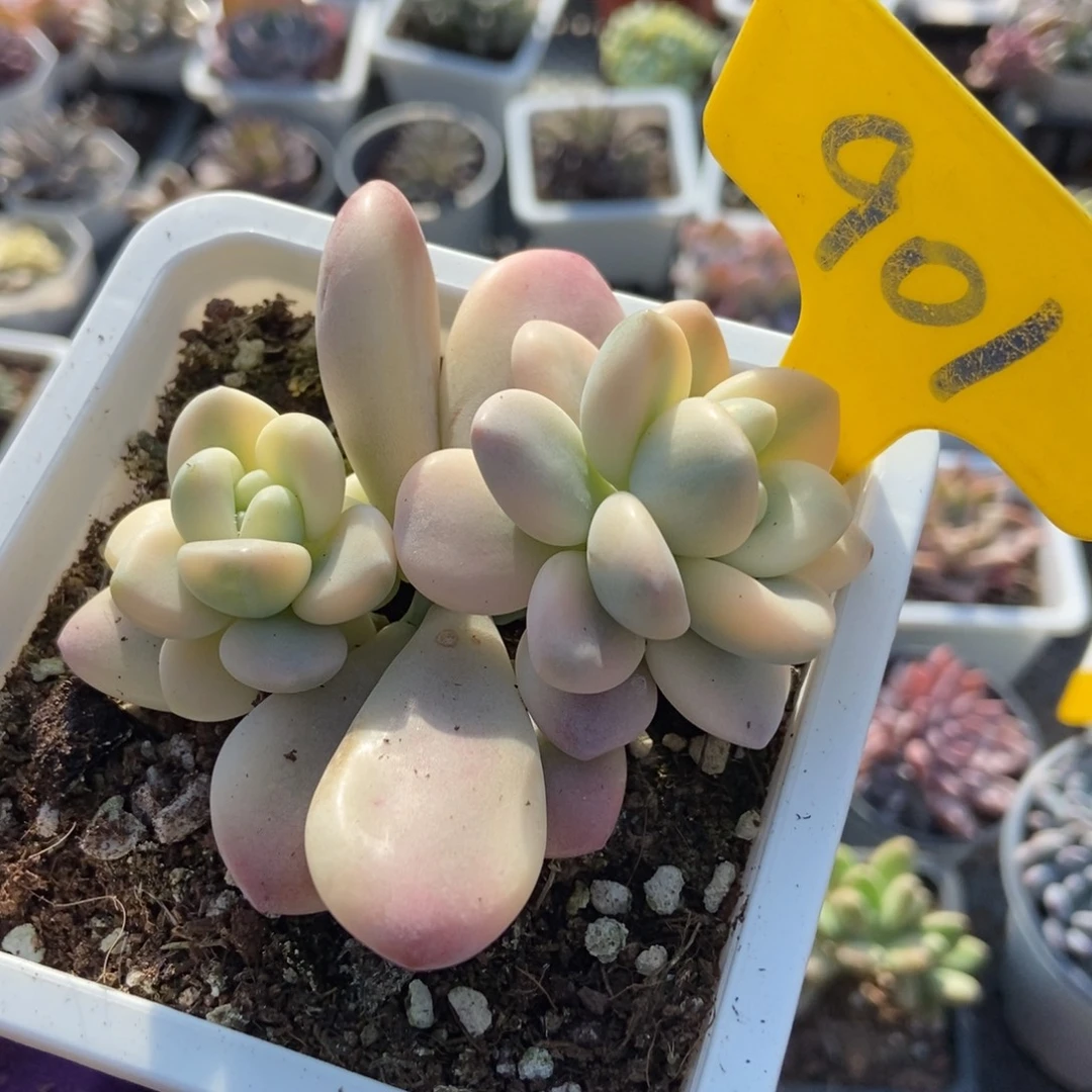 901洛神锦多肉植物