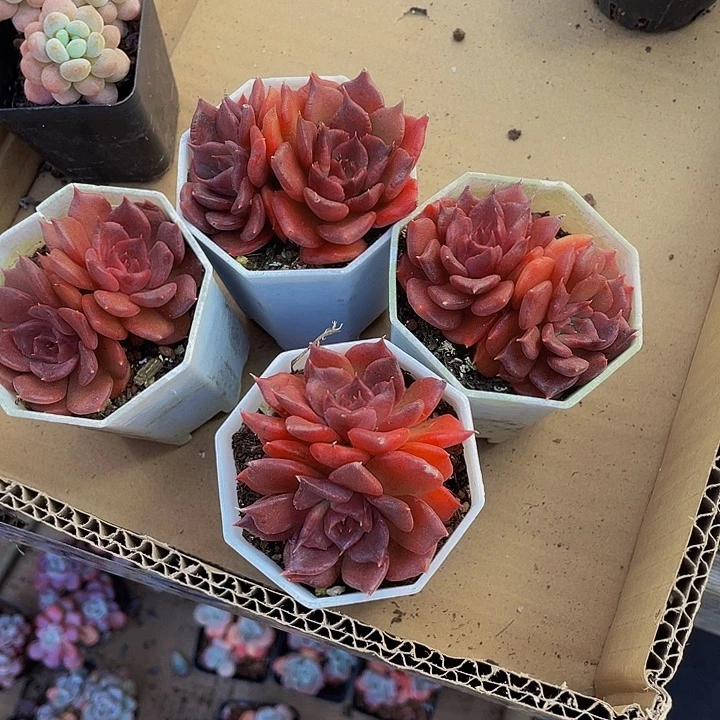 双头黑饺子带盆土