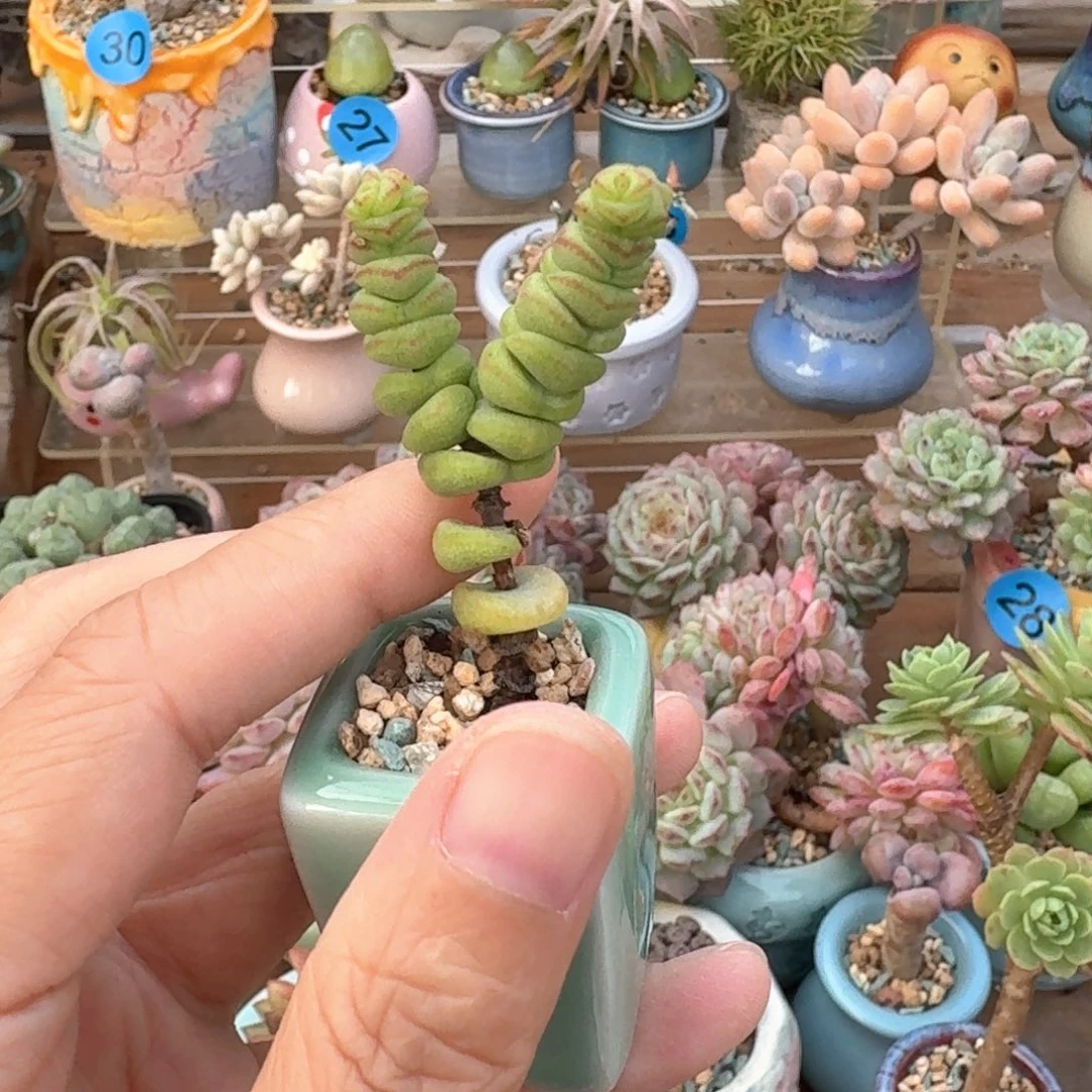 @****脱土钱窜发货哈哈