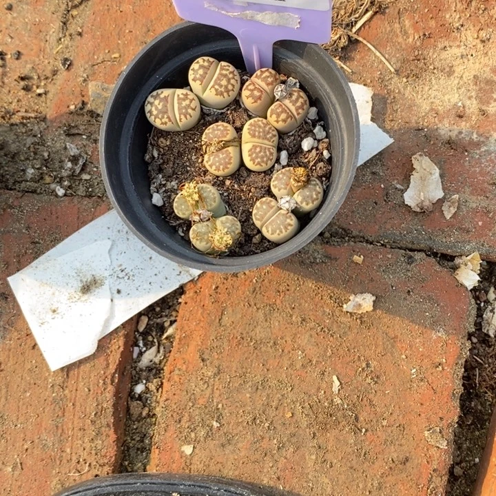 青***果生石花等植物的生长发育716